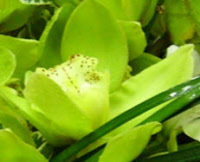 Double-click here to change image