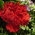 Double-click here to change image